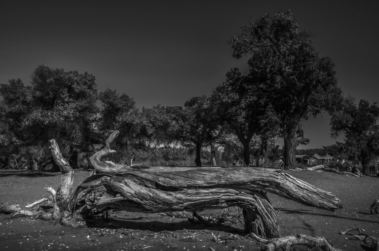 Nie Yongxing - Life-of-Populus-Euphratica-8
